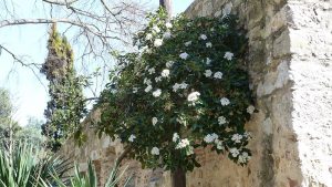 château saint-george, lisbonne