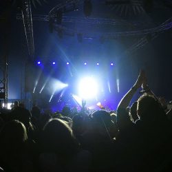 Cats on trees imaginarium festival