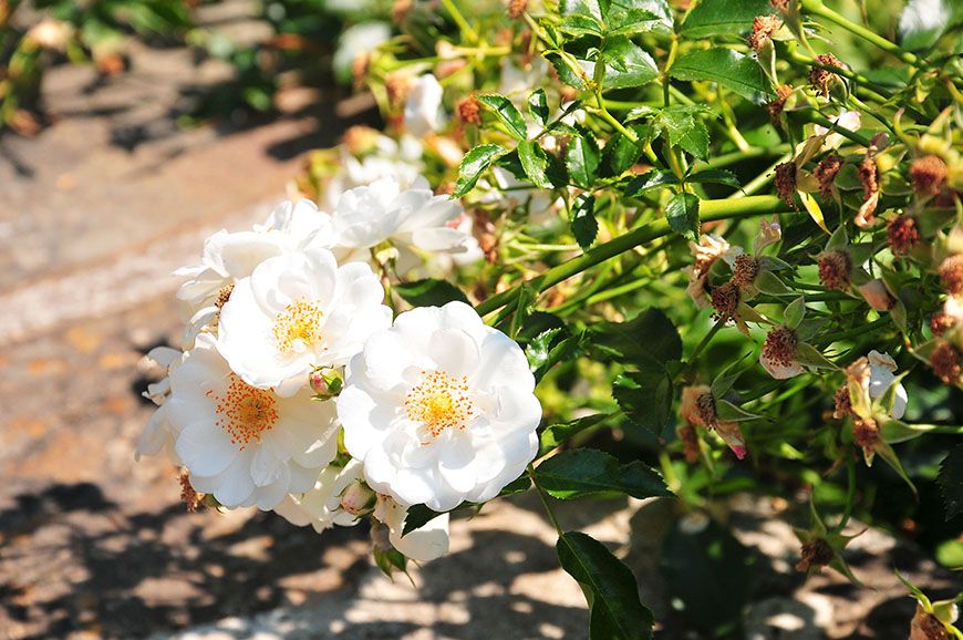 jardin des roses florence