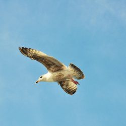 mouette bretagne