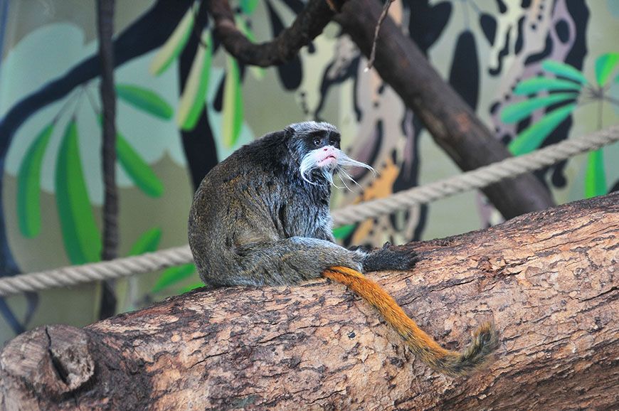 zoo et serre amazonienne de montpellier