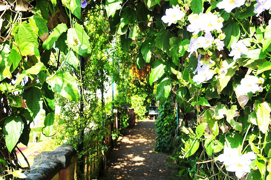 jardin botanique de funchal madère