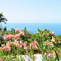 jardin botanique de funchal madère
