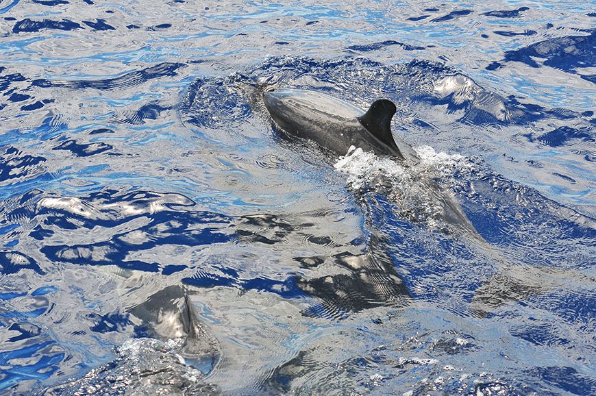aller voir les baleines et dauphins à funchal