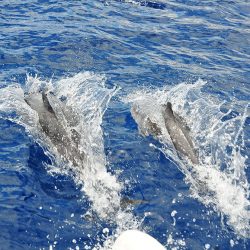aller voir les baleines et dauphins à funchal