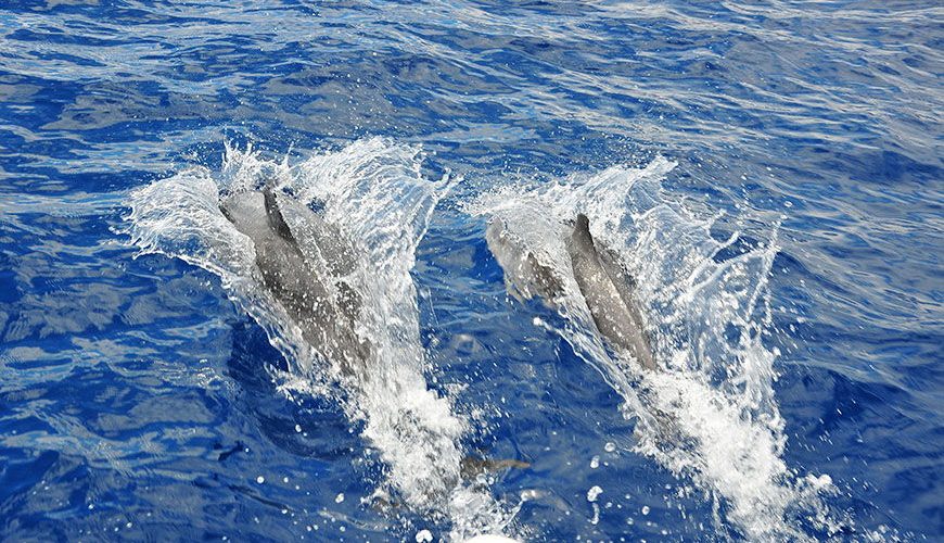 aller voir les baleines et dauphins à funchal