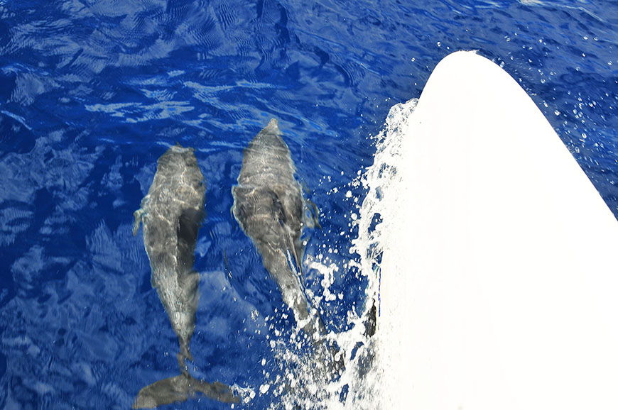 aller voir les baleines et dauphins à funchal