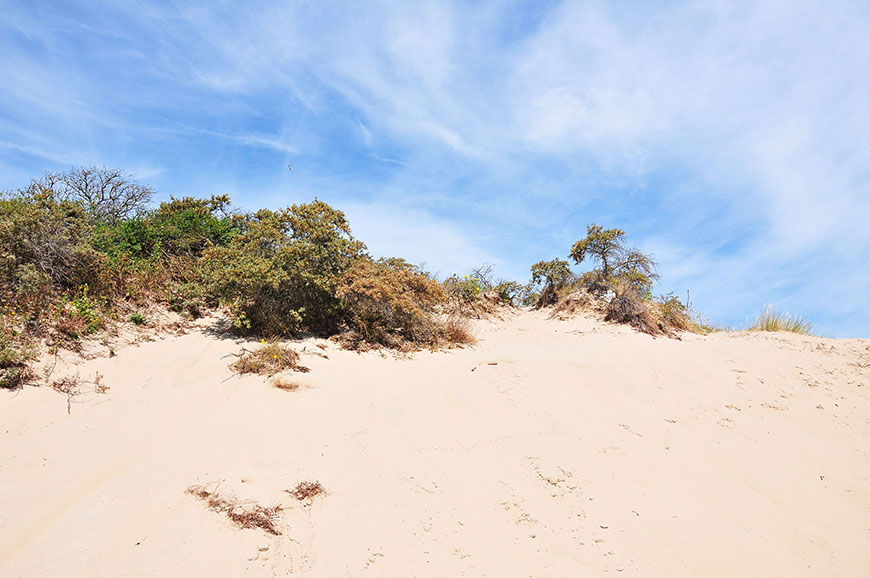 dunes de Fort-Mahon