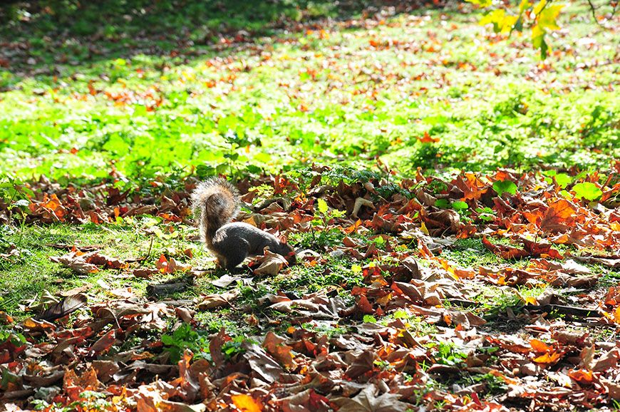 automne à Londres: saint james park