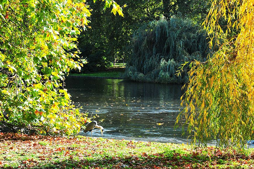 automne à Londres: saint james park