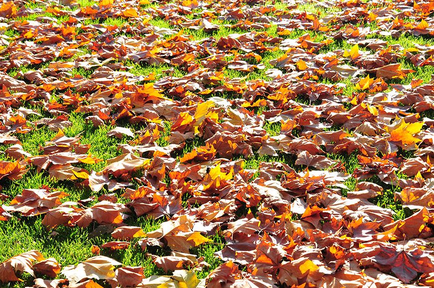 automne en picardie champs elysées