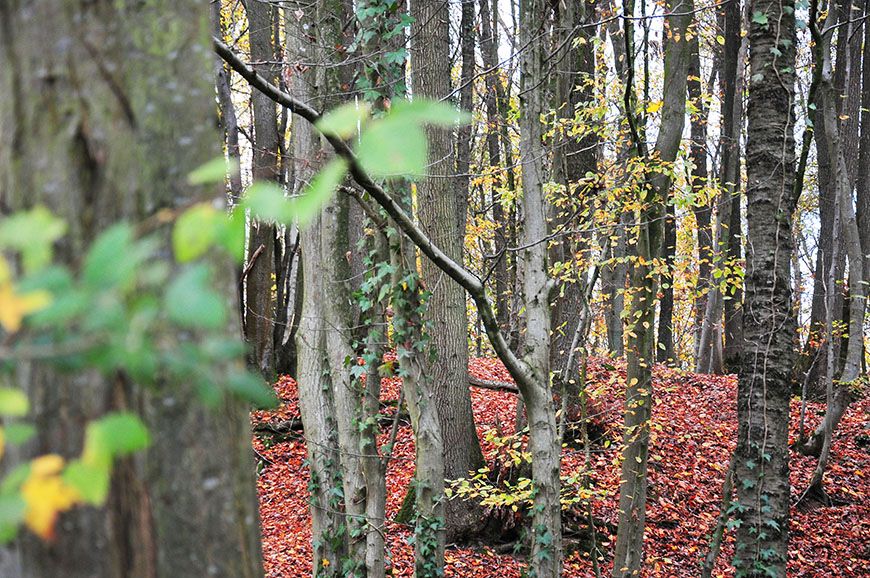 automne en picardie bois d'holnon