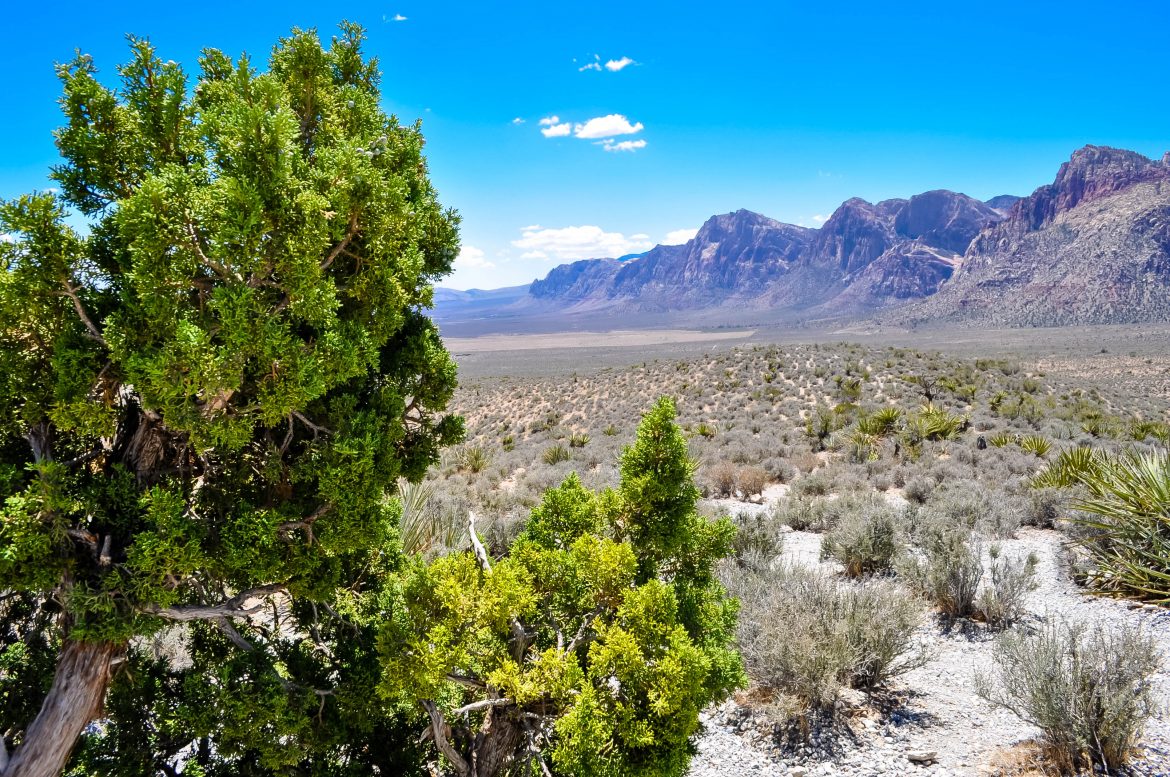 red-rock-canyon-9 red-rock-canyon-9