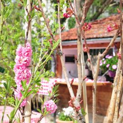 établissement la capucine, giverny, restaurant et salon de thé