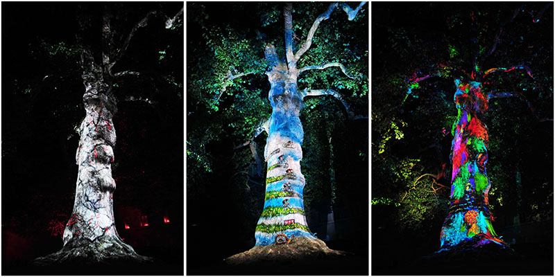 spectacle nocturne, arbre de la liberté, bayeux