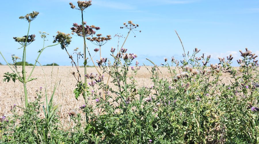batterie longues sur mer, plages du débarquement, autour bayeux
