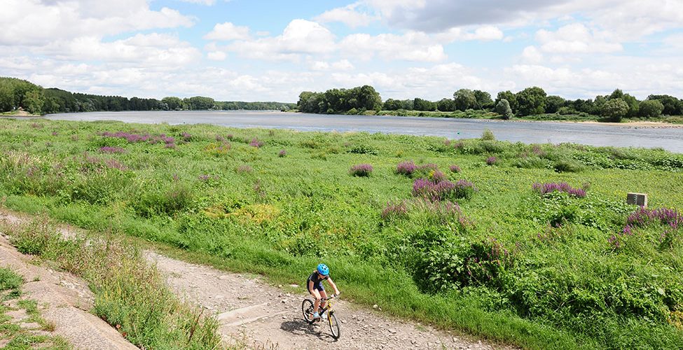 loire à vélo, d'angers à béhuard