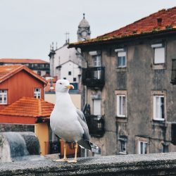week-end à porto, vue depuis la cathédrale