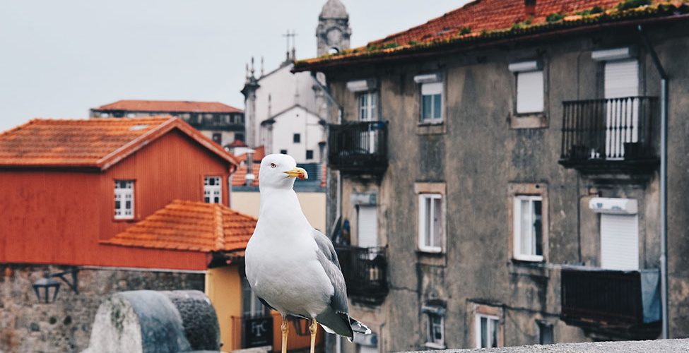 week-end à porto, vue depuis la cathédrale