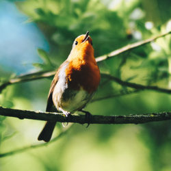 rouge-gorge-festival oiseau et nature, baie de somme
