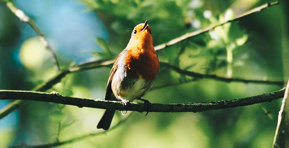 rouge-gorge-festival oiseau et nature, baie de somme