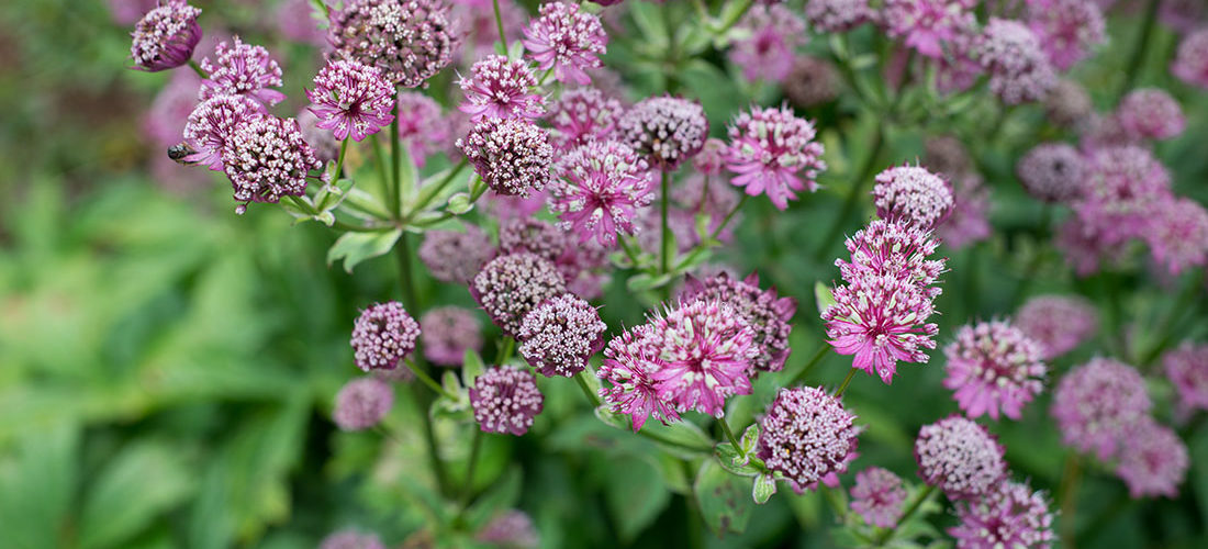 visite des jardins de bodnant gardens,, pays de galles, snowdonia
