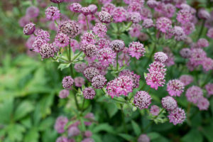 visite des jardins de bodnant gardens,, pays de galles, snowdonia