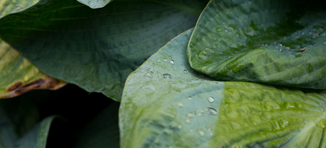 visite des jardins de bodnant gardens,, pays de galles, snowdonia
