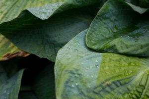 visite des jardins de bodnant gardens,, pays de galles, snowdonia
