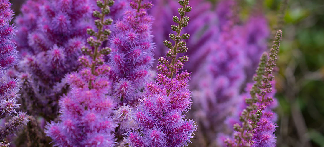 visite des jardins de bodnant gardens,, pays de galles, snowdonia