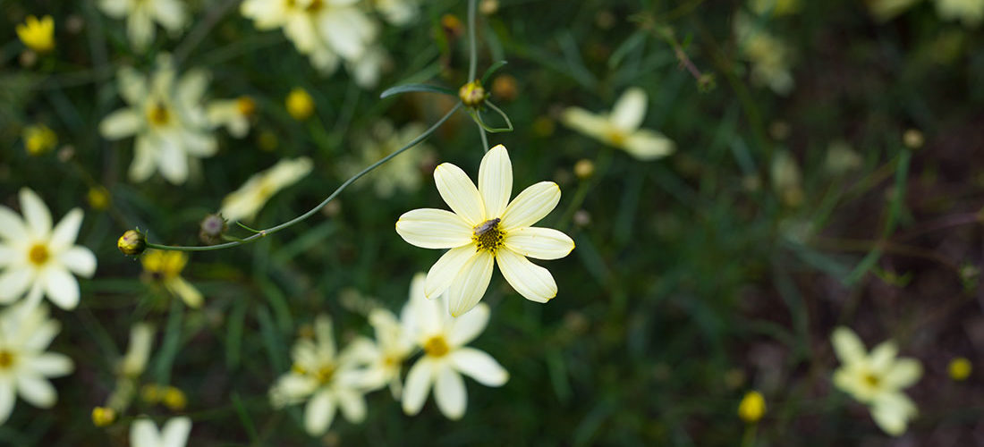 visite des jardins de bodnant gardens,, pays de galles, snowdonia