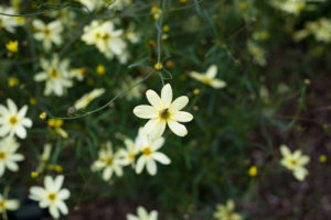 visite des jardins de bodnant gardens,, pays de galles, snowdonia