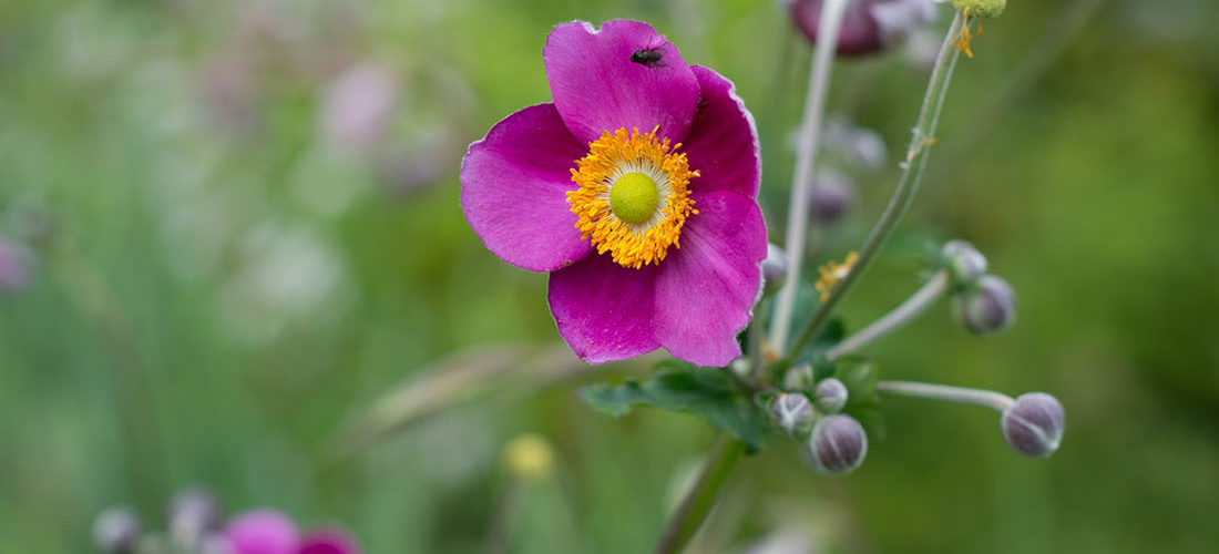 visite des jardins de bodnant gardens,, pays de galles, snowdonia