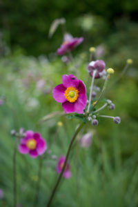 visite des jardins de bodnant gardens,, pays de galles, snowdonia