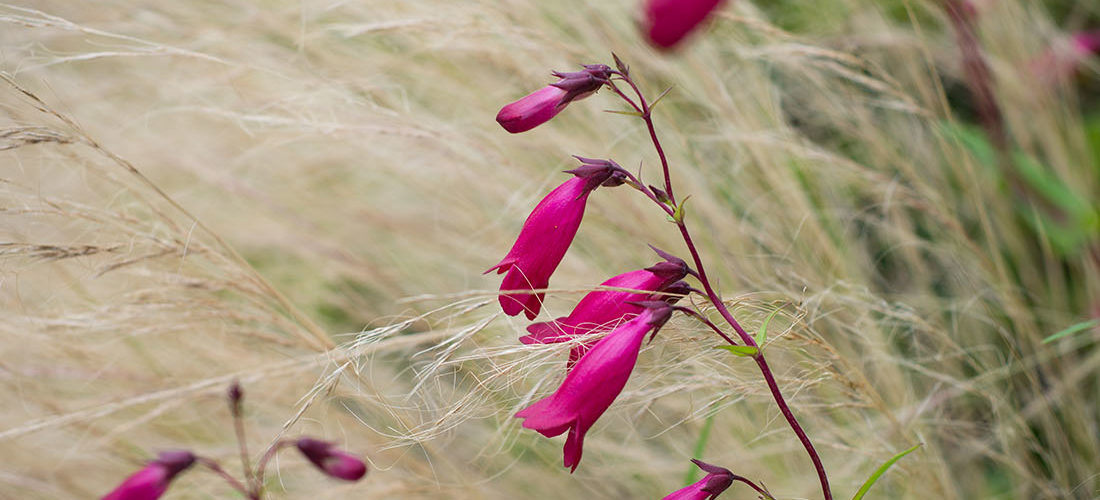 visite des jardins de bodnant gardens,, pays de galles, snowdonia