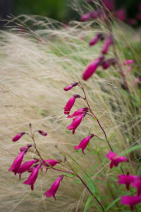 visite des jardins de bodnant gardens,, pays de galles, snowdonia