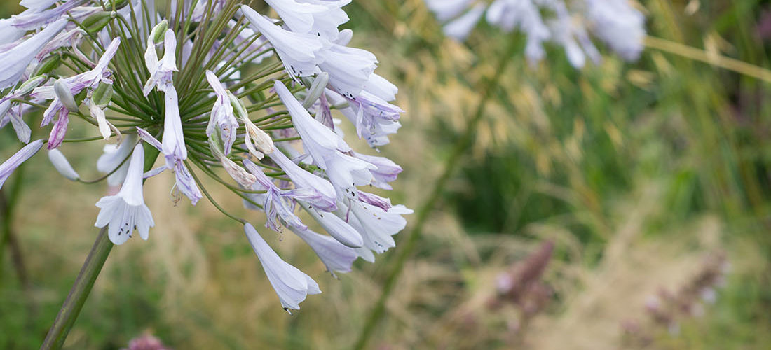 visite des jardins de bodnant gardens,, pays de galles, snowdonia