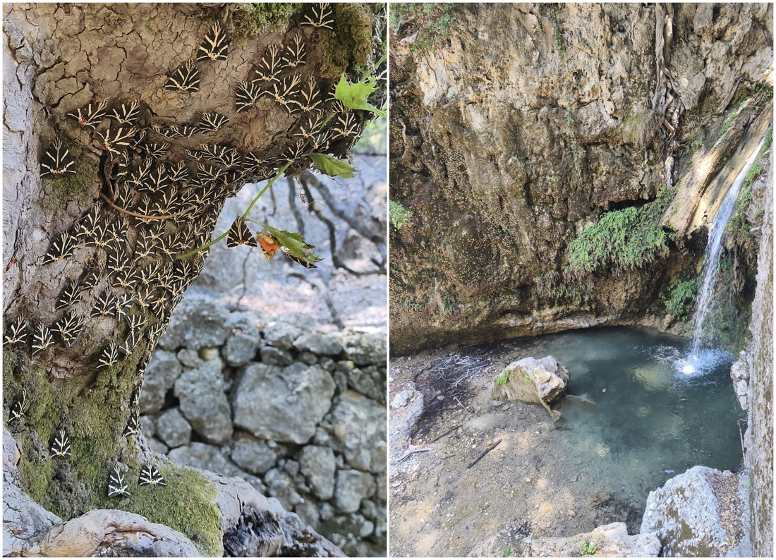 Vallée des Papillons, Rhodes