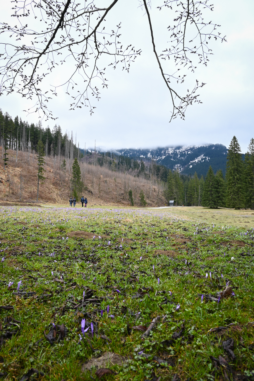 vallée de Kościeliska, pologne