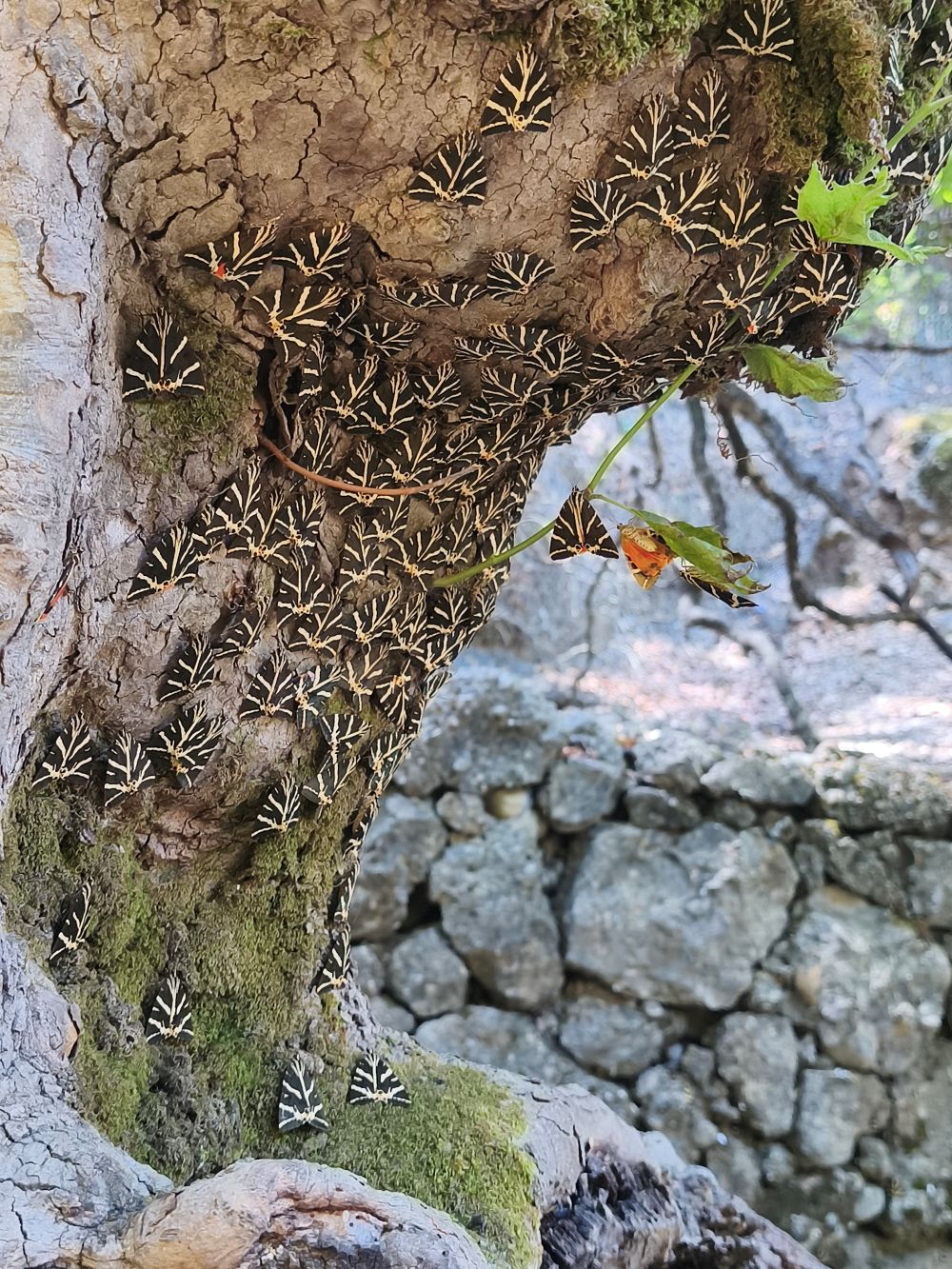 visiter la vallée des papillons à rhodes, mes conseils