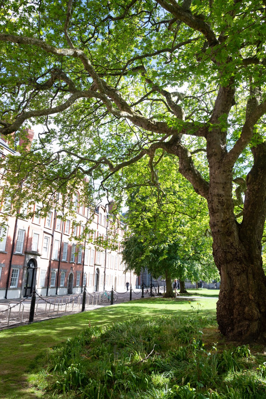 trinity college, université, cour, dublin
