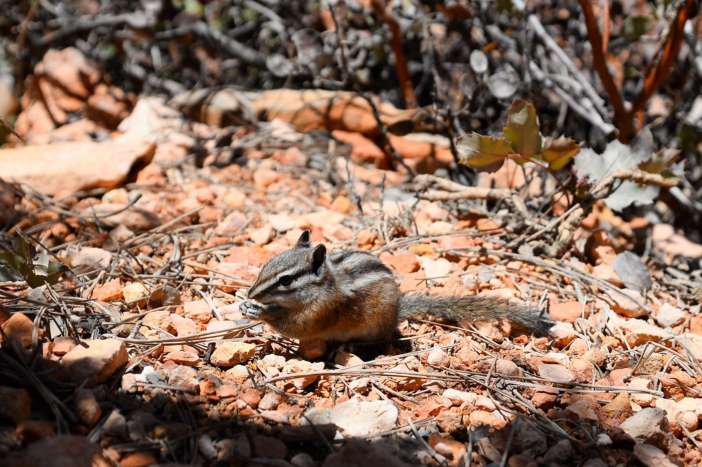 chipmunk, bryce canyon