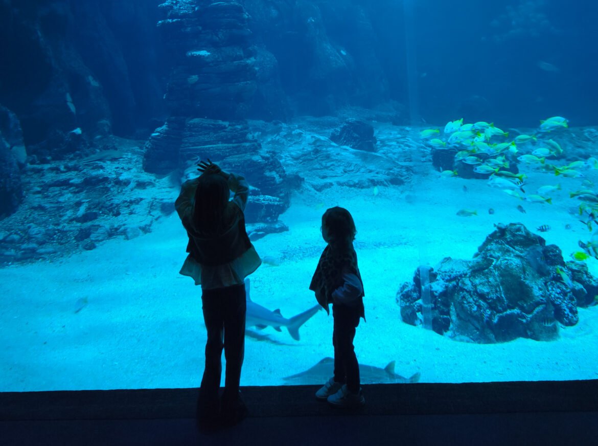 visiter nausicaa à boulogne-sur-mer avec des enfants